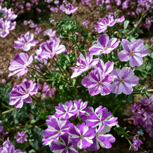 Precision Purple & White Ivy Leaf Geranium Seeds – 25+ Premium Flower Seeds | Trailing Ivy Geranium | Hanging Basket & Patio Friendly