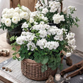 MultiBloom White Geranium Seeds – 15 Film Coated Flower Seeds | Large Multi Bloom Geranium | Patio & Container Friendly | Easy to Grow