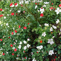 Trevor’s White Geranium Seeds – 25+ Premium White Pelargonium Flower Seeds | Garden, Patio & Container Blooms