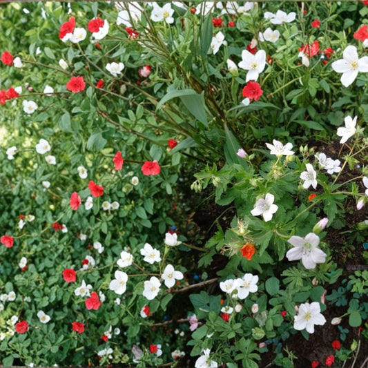 Trevor’s White Geranium Seeds – 25+ Premium White Pelargonium Flower Seeds | Garden, Patio & Container Blooms