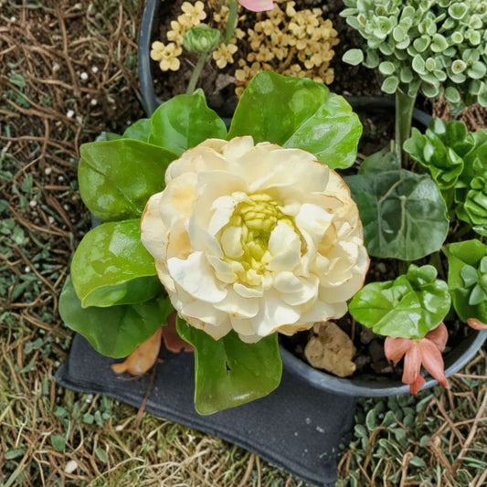 Grand Duke of Tuscany Jasmine Plant Set of 2 – Jasminum sambac Live Starter | 3–5 Inch Tall | Double Bloom Arabian Jasmine | Highly Fragrant