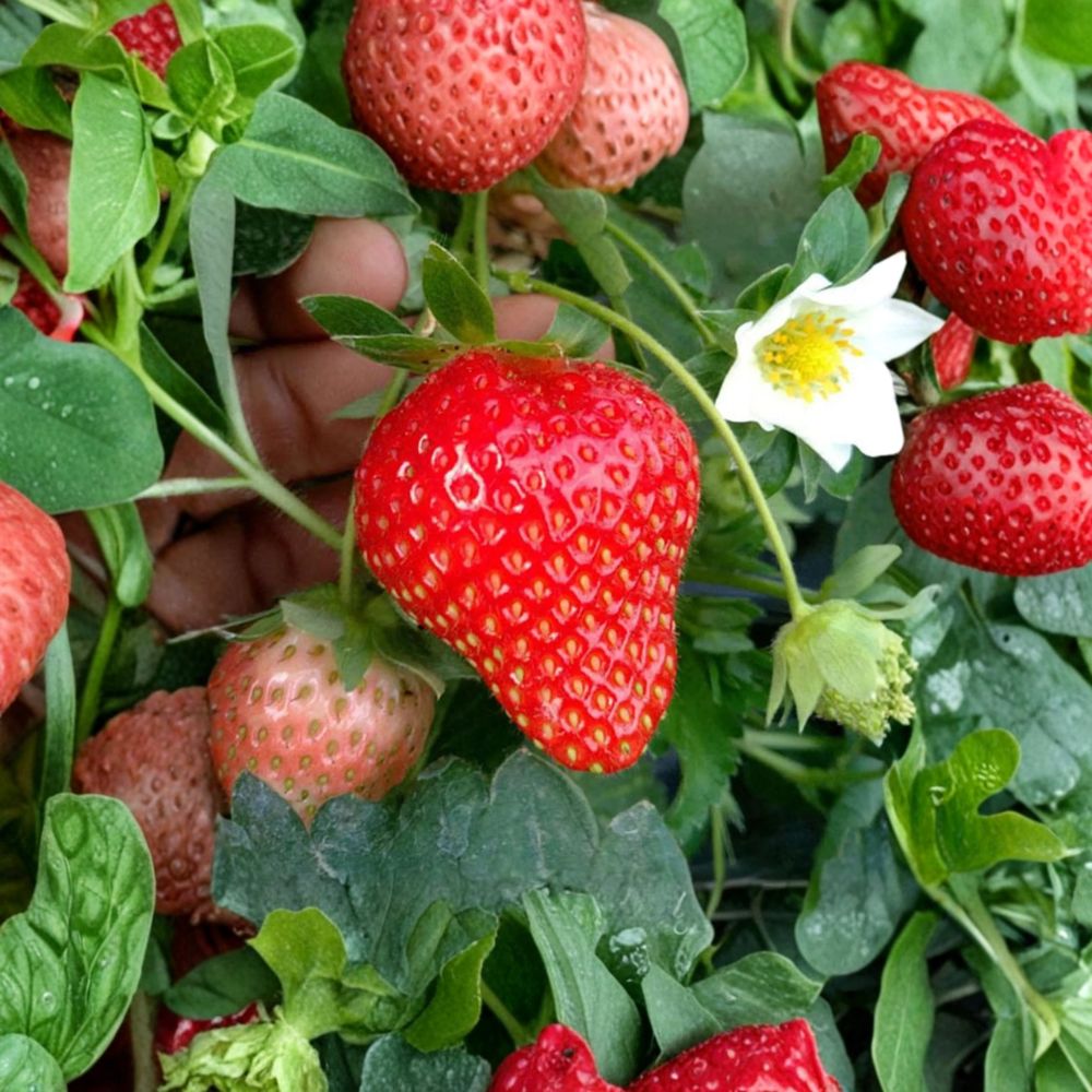 Benikahime Strawberry Plants – Fragaria × ananassa Live Bare Root | 6 Pack Japanese Premium Strawberries | Sweet Creamy Flavor | 紅香姫
