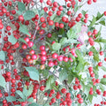 Cheropugy Nanking Cherry – Live Rooted Bush Cherry Plant | Sweet Tart Edible Fruit Shrub | Zones 4–8