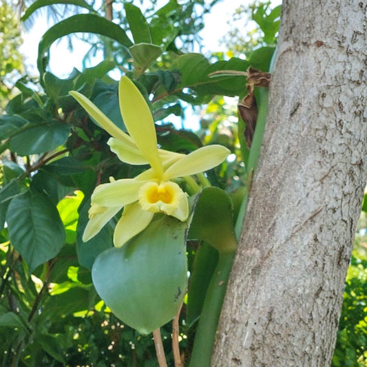 Vanilla Bean Orchid Live Cutting – Vanilla planifolia | 10 Inch Cutting With Aerial Roots | Tropical Vanilla Vine | Orchid Plant | Rooted Starter