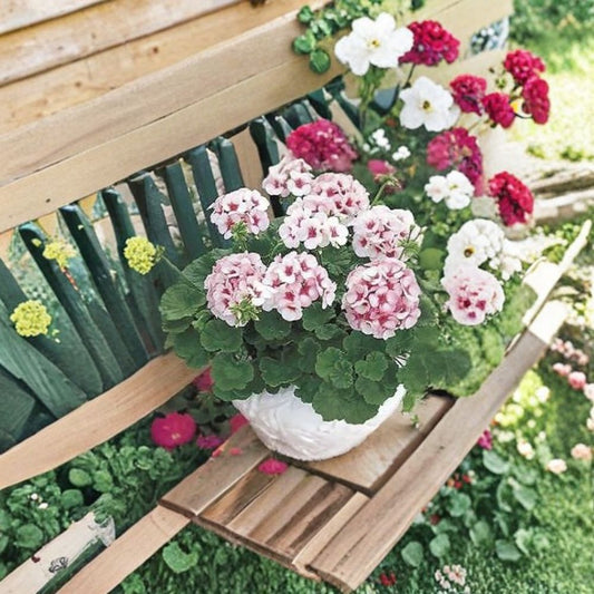 Geranium Maverick Star – Pelargonium Seeds | 100 Seeds | Blush Pink Blooms With Deep Pink Eye | Robust Garden Geranium | Pot & Landscape Friendly | Easy to Grow