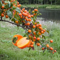 American Persimmon Tree – Diospyros virginiana Live Plant | 2–3 Ft Tall Bare Root Fruit Tree | Sweet Native Persimmon | Fast Growing Outdoor Tree