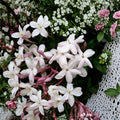 Pink Jasmine Plant – Jasminum polyanthum Live Vine | 6–10 Inch Starter Plant | Fragrant Winter Blooming Climber | Indoor Outdoor