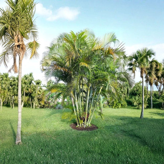 Areca Palm – Set of 5 Live Starter Plants | 4–6 Inches Tall | Dypsis lutescens | Tropical Palm | Indoor & Outdoor Plant | No Pot or Soil