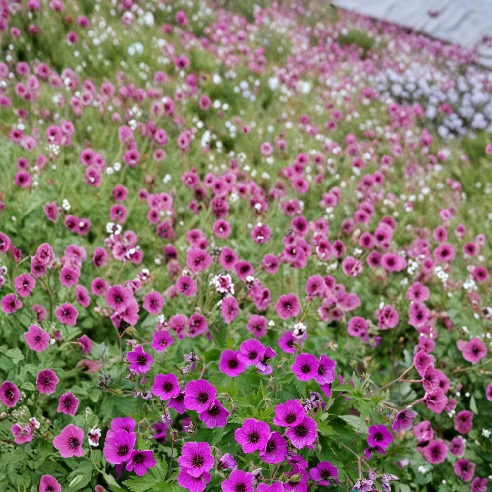 Bressingham Flair Geranium Seeds – Pelargonium Flower Seeds | 25+ Seeds Included | Vibrant Garden Blooms | Patio & Container Friendly | Easy to Grow