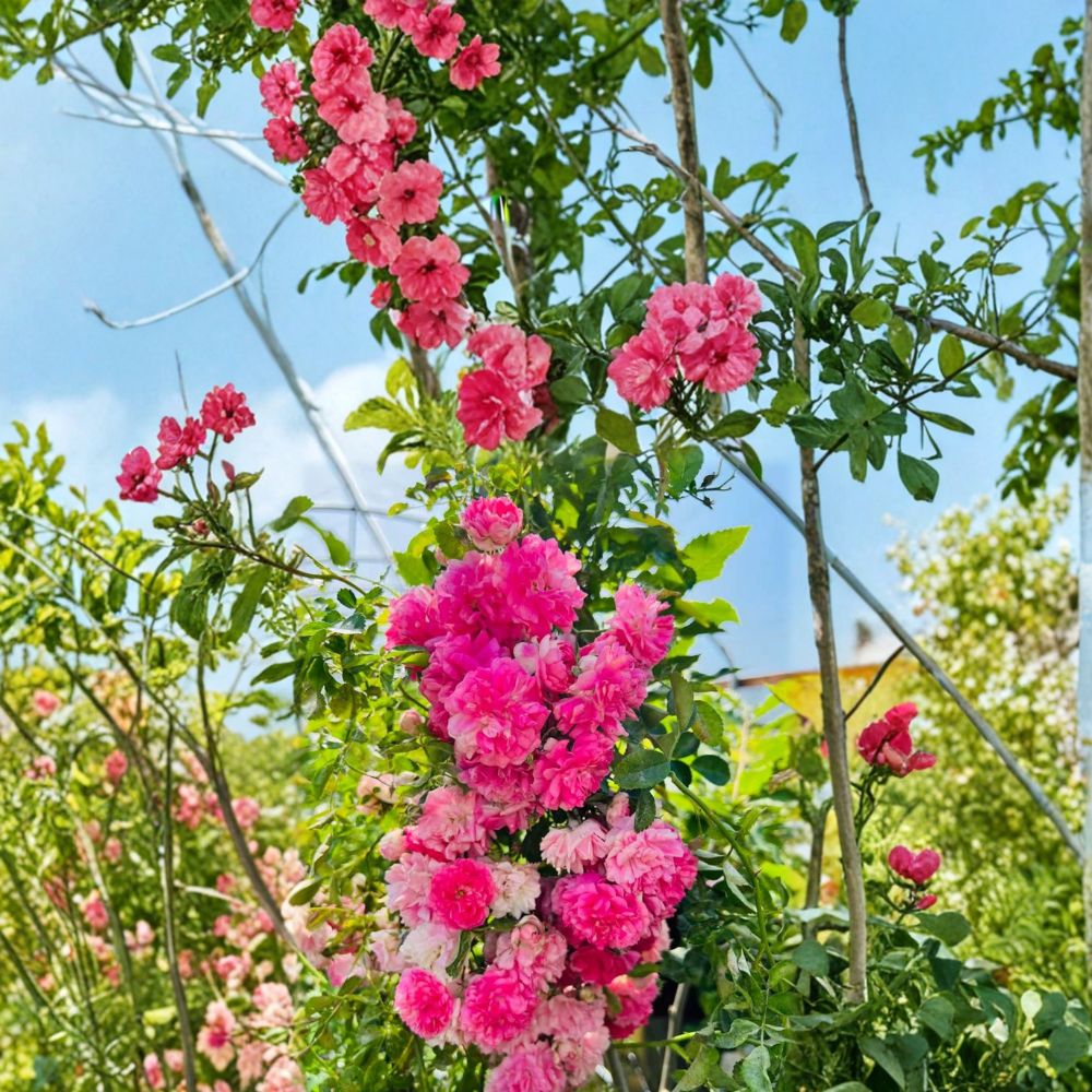 Seven Sisters Rose – Rosa multiflora Live Plant | Heirloom Pink Rambler Climbing Rose | Fragrant Cottage Garden Vine | Potted Rose