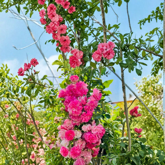 Seven Sisters Rose – Rosa multiflora Live Plant | Heirloom Pink Rambler Climbing Rose | Fragrant Cottage Garden Vine | Potted Rose