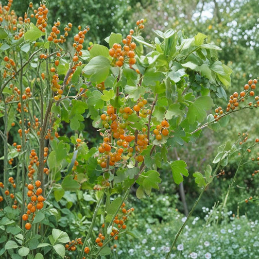 Golden Currant – Ribes aureum Live Rooted Plant | Edible Berry Shrub | Self-Pollinating Fruit Plant | Zones 3–8