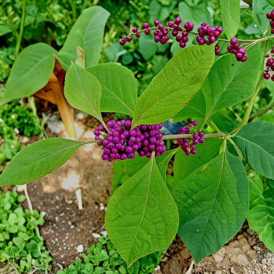 American Beautyberry – Callicarpa americana Live Plant | 1–2 Ft. Starter Bush | Bare Root | Purple Berry Shrub | Wildlife Friendly | Easy to Grow