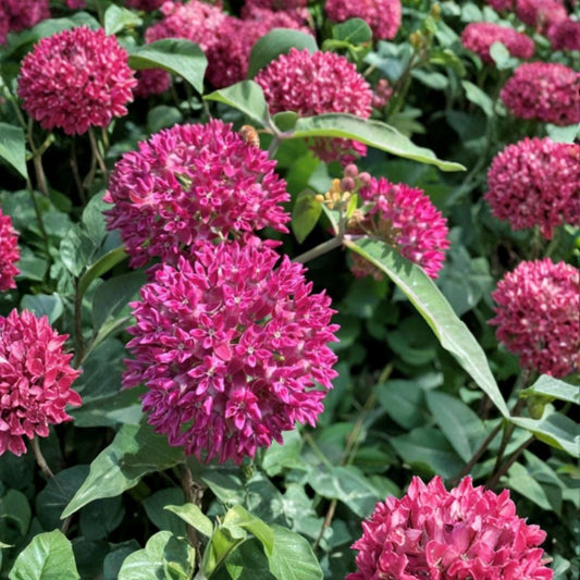 Purple Milkweed Live Plant – Asclepias purpurascens | 4–8 Inch Native Starter | Monarch & Pollinator Garden | No Pot