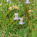 Clematis crispa Seeds – Curly Swamp Leatherflower Blue Jasmine | 5 Seeds | Native Climbing Vine | Pollinator Friendly Flower Plant