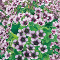 Salome Geranium Seeds – 25+ Premium Flower Seeds | Colorful Garden Blooms | Patio & Container Friendly | Easy to Grow