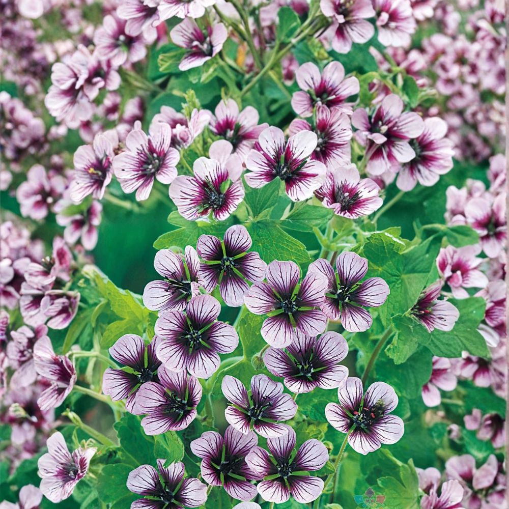 Salome Geranium Seeds – 25+ Premium Flower Seeds | Colorful Garden Blooms | Patio & Container Friendly | Easy to Grow