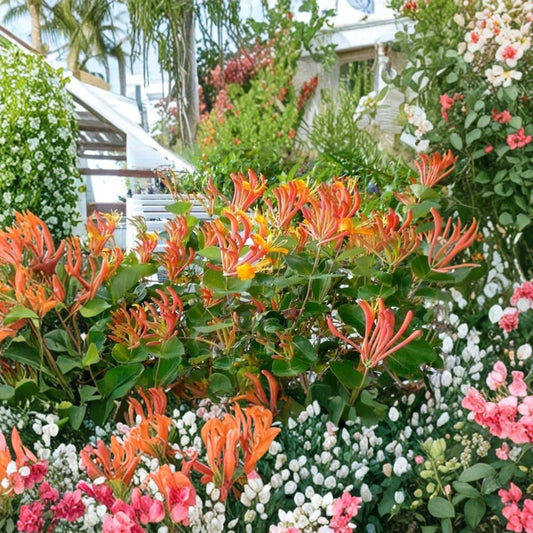 Mandarin Honeysuckle – Lonicera Live Rooted Starter Plant | Flowering Vine | Hummingbird & Pollinator Friendly