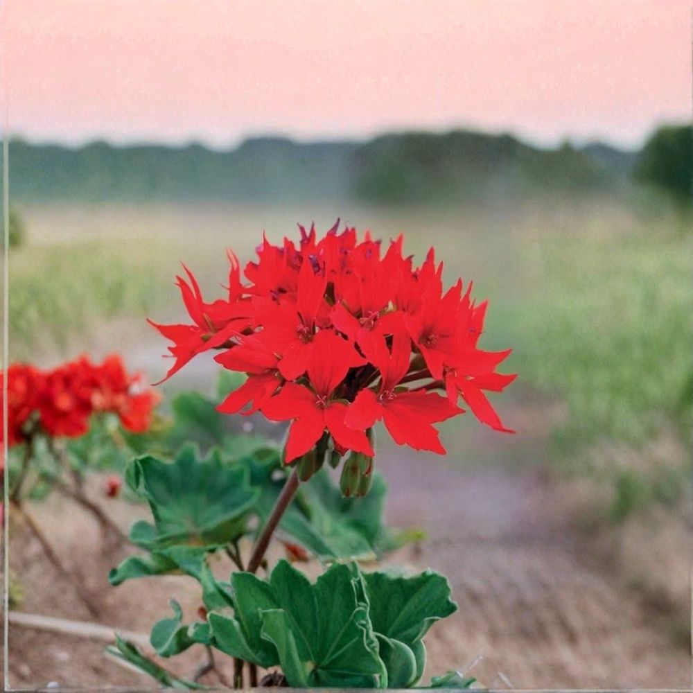 Quantum Red Geranium Seeds – 100 F1 Pelargonium Seeds | Bright Red Star Flower Geranium