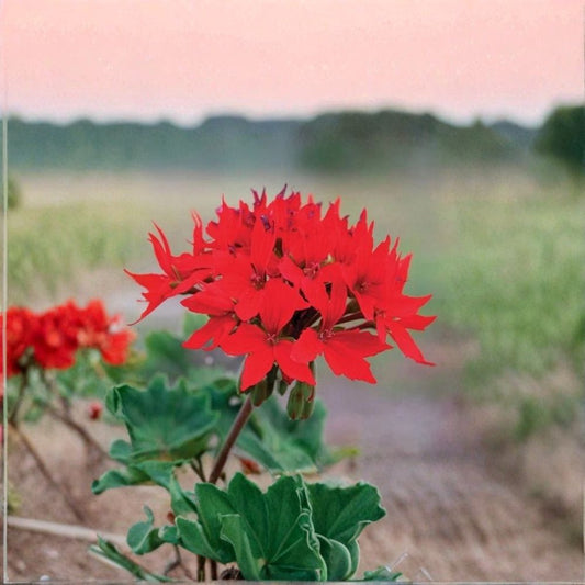 Quantum Red Geranium Seeds – 100 F1 Pelargonium Seeds | Bright Red Star Flower Geranium