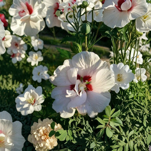 Double Flower White Althea Rose of Sharon – Live Shrub Plant | 5 Gallon Size | Double White Blooms | Hardy Landscape Plant | Easy to Grow