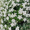 Asian Snow Jasmine – Wrightia antidysenterica Live Starter Plant | 2–8 Inches Tall | Rooted in Pot | Fragrant White Blooms | Indoor & Outdoor