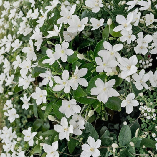 Asian Snow Jasmine – Wrightia antidysenterica Live Starter Plant | 2–8 Inches Tall | Rooted in Pot | Fragrant White Blooms | Indoor & Outdoor