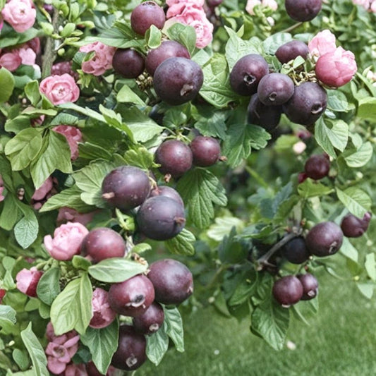 Black Velvet Gooseberry Live Plant | Worcesterberry Cross | Rooted Starter Shrub | Dark Red Sweet Fruit | Self-Pollinating | Zones 4–7 | Edible Berry Plant