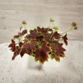 Vancouver Centennial Brocade Geranium – Live Plant in 4 Inch Pot | Fancy Leaf Pelargonium | Colorful Patio Flower Plant | Easy to Grow