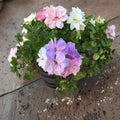 Double Soft Pink Ivy Geranium – 8 Fresh Cuttings | Pelargonium Rooting Cuttings | Trailing Flowering Plant | Patio & Basket Friendly | Easy to Propagate