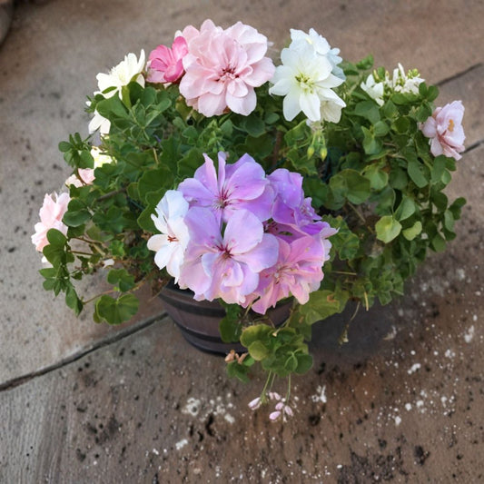 Double Soft Pink Ivy Geranium – 8 Fresh Cuttings | Pelargonium Rooting Cuttings | Trailing Flowering Plant | Patio & Basket Friendly | Easy to Propagate