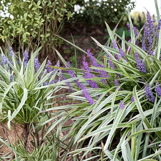 Variegated Monkey Grass – 10 Bare Root Plants | Liriope muscari 'Variegata' | Evergreen Ground Cover | Easy to Grow