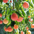 Hujing Honey Peach Tree – Prunus persica Live Plant | Yangshan Peach | Ultra Sweet Juicy Fruit | Premium Chinese Variety | Early Summer Harvest