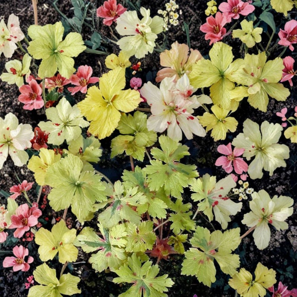 Spring Fling Geranium Seeds – 25+ Premium Flower Seeds | Colorful Garden Blooms | Patio & Container Friendly | Easy to Grow