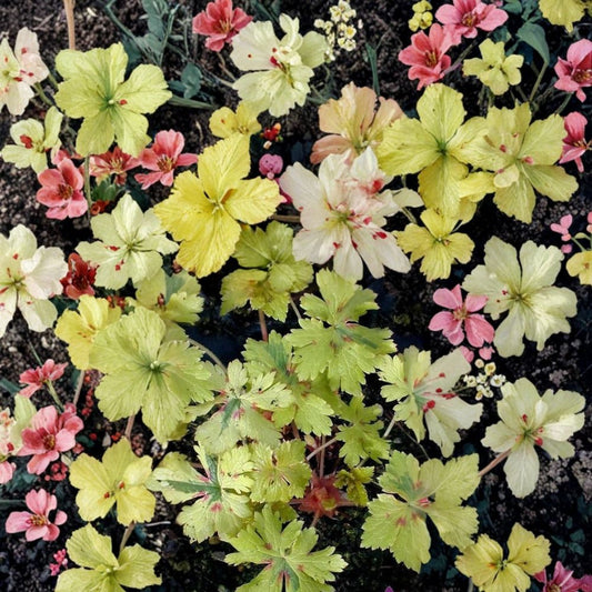 Spring Fling Geranium Seeds – 25+ Premium Flower Seeds | Colorful Garden Blooms | Patio & Container Friendly | Easy to Grow