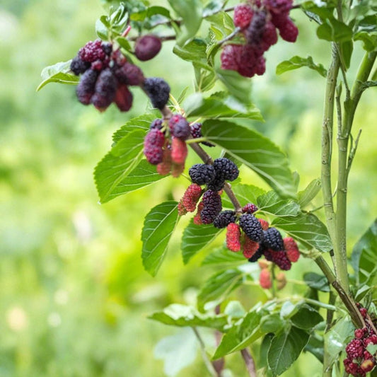 Dwarf Everbearing Mulberry Tree Live Plant – Morus spp. | 4–6 Inches Tall | Healthy Soil Root | No Pot | Self-Pollinating Fruit Tree