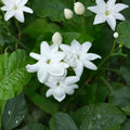 Arabian Jasmine Plant Live – Jasminum sambac 15 Inch Tall | Fragrant White Flowering Plant | Tropical Indoor Outdoor Vine | No Pot