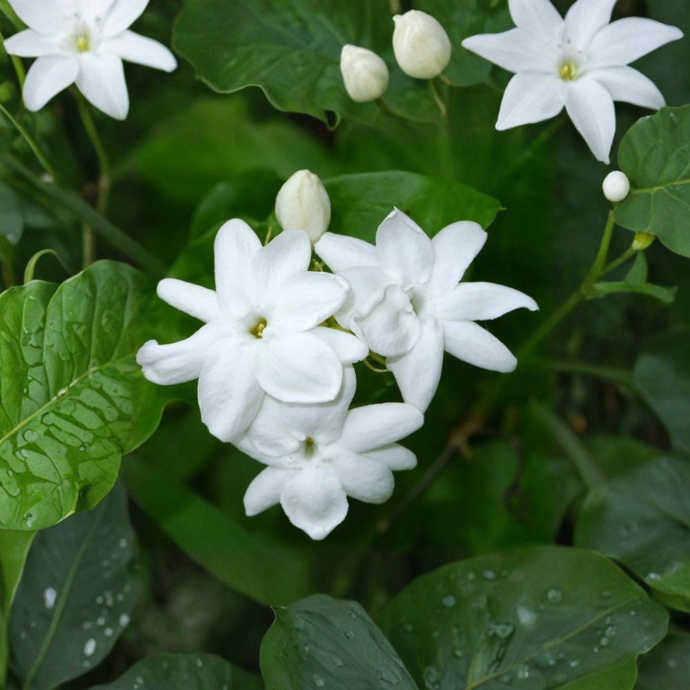 Arabian Jasmine Plant Live – Jasminum sambac 15 Inch Tall | Fragrant White Flowering Plant | Tropical Indoor Outdoor Vine | No Pot