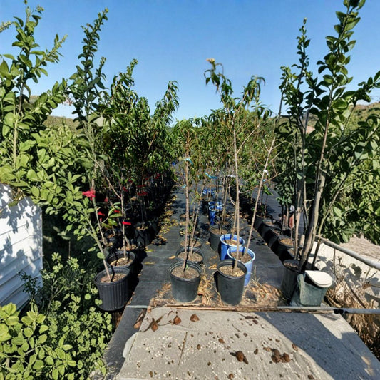 Derby Peach Tree – Live Fruit Tree | 4–6 Feet Tall | Sweet Juicy Peaches | Semi-Freestone Variety | Easy to Grow Orchard Tree