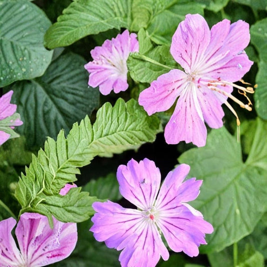 Hexham Feathers Geranium Seeds – 25+ Premium Hardy Geranium Flower Seeds | Cottage Garden Blooms