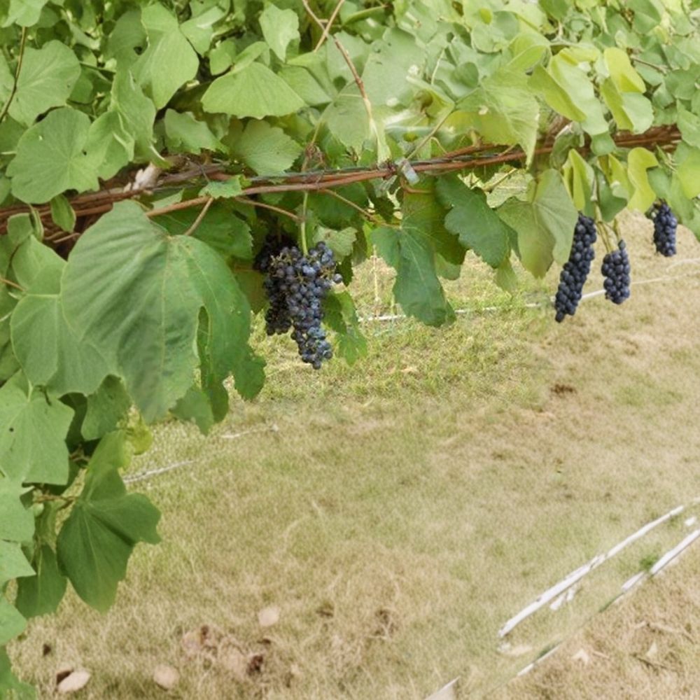 Black Manukka Seedless Grape Vine – Live Fruit Plant | 1 Gallon Size | Seedless Grapes | Self-Fertile Vineyard Vine | Easy to Grow Home Garden Plant