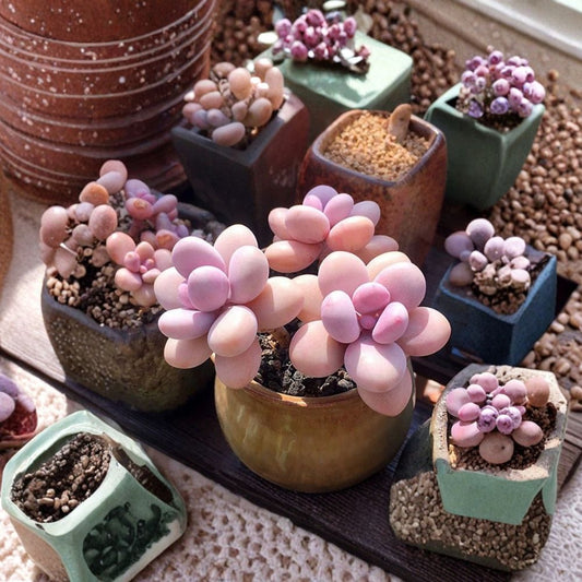 Moonstone Succulent – Pachyphytum oviferum Live Plant | Thick Leaf Succulent in 2 Inch Pot | Rare Moonstone Cactus | Easy Care Houseplant