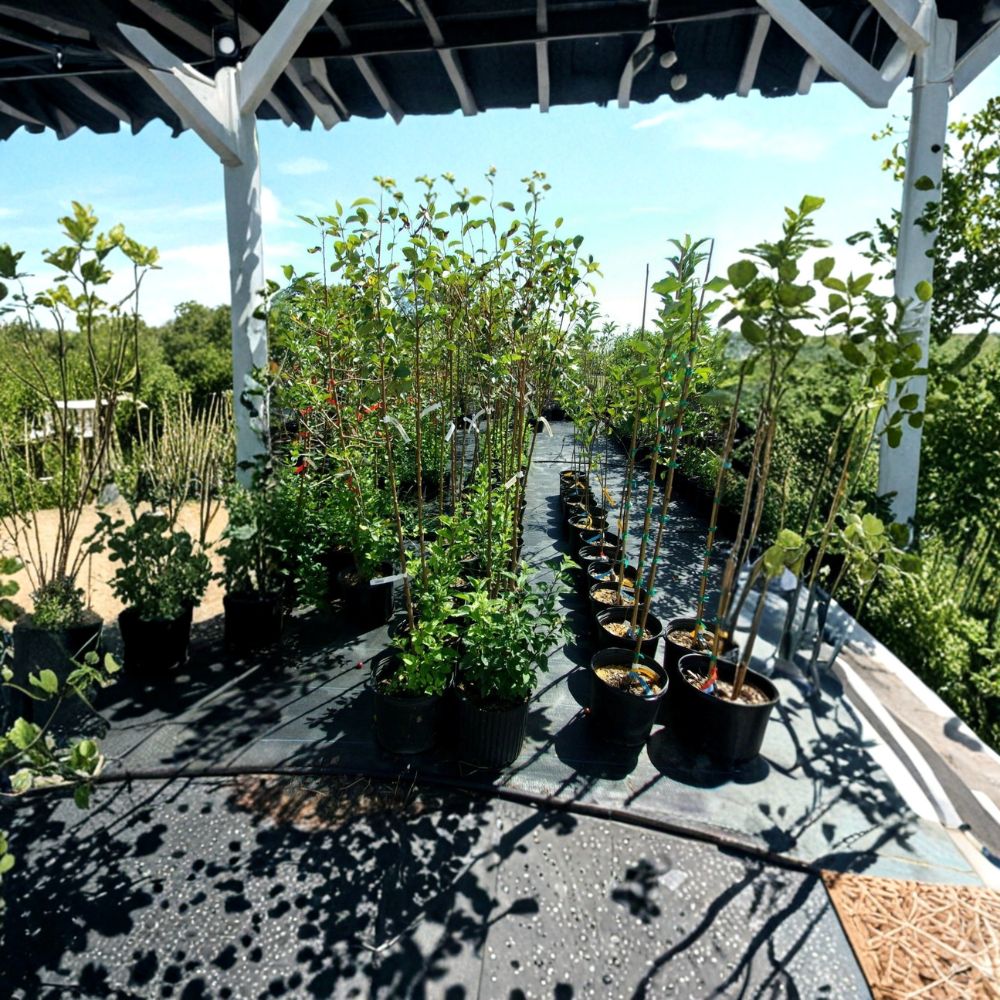 Calloway Fruiting Crabapple Tree – Live Fruit Tree | 8–9 Feet Tall | Ornamental Crabapple | Wildlife Friendly Orchard Tree | Easy to Grow