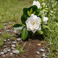 Cape Jasmine Seeds – Gardenia jasminoides 50 Pack | Fragrant White Flower Shrub | Evergreen Ornamental Plant | Indoor Outdoor Growing