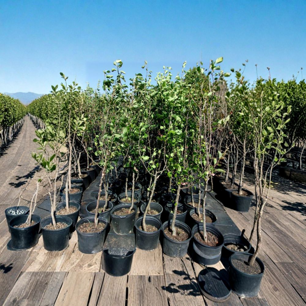 Shinko Asian Pear Tree – Live Fruit Tree | 4–6 Feet Tall | Sweet Crisp Pears | Productive Orchard Variety | Easy to Grow
