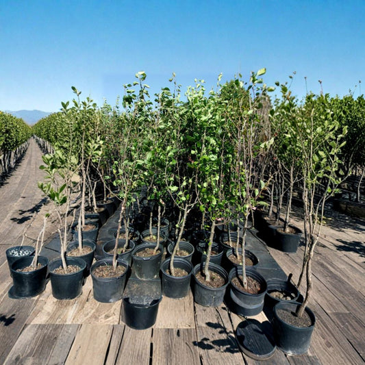 Shinko Asian Pear Tree – Live Fruit Tree | 4–6 Feet Tall | Sweet Crisp Pears | Productive Orchard Variety | Easy to Grow