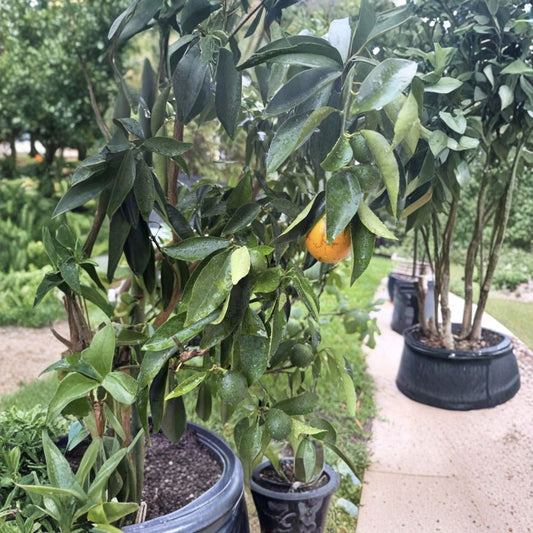 Australian Red Lime – Live Citrus Cuttings | 6–8 Inch Fresh Cuttings | For Rooting or Grafting | Rare Exotic Citrus