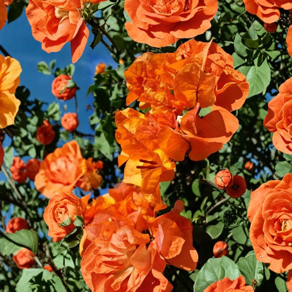 Bengal Orange Variegated Bougainvillea – Live Starter Plant | Well Rooted Tropical Vine | Includes Nursery Pot | Patio & Garden Friendly | Easy to Grow