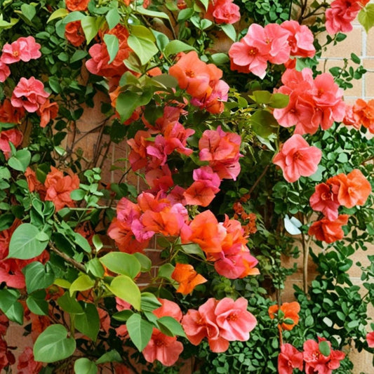 Sundown Orange Bougainvillea – Live Bare Root Starter Plant | Tropical Flowering Vine | Well Rooted Plug