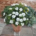 Gardenia Seeds – Gardenia jasminoides Cape Jasmine | 20+ Seeds | Fragrant White Flowering Shrub | Evergreen Ornamental Plant